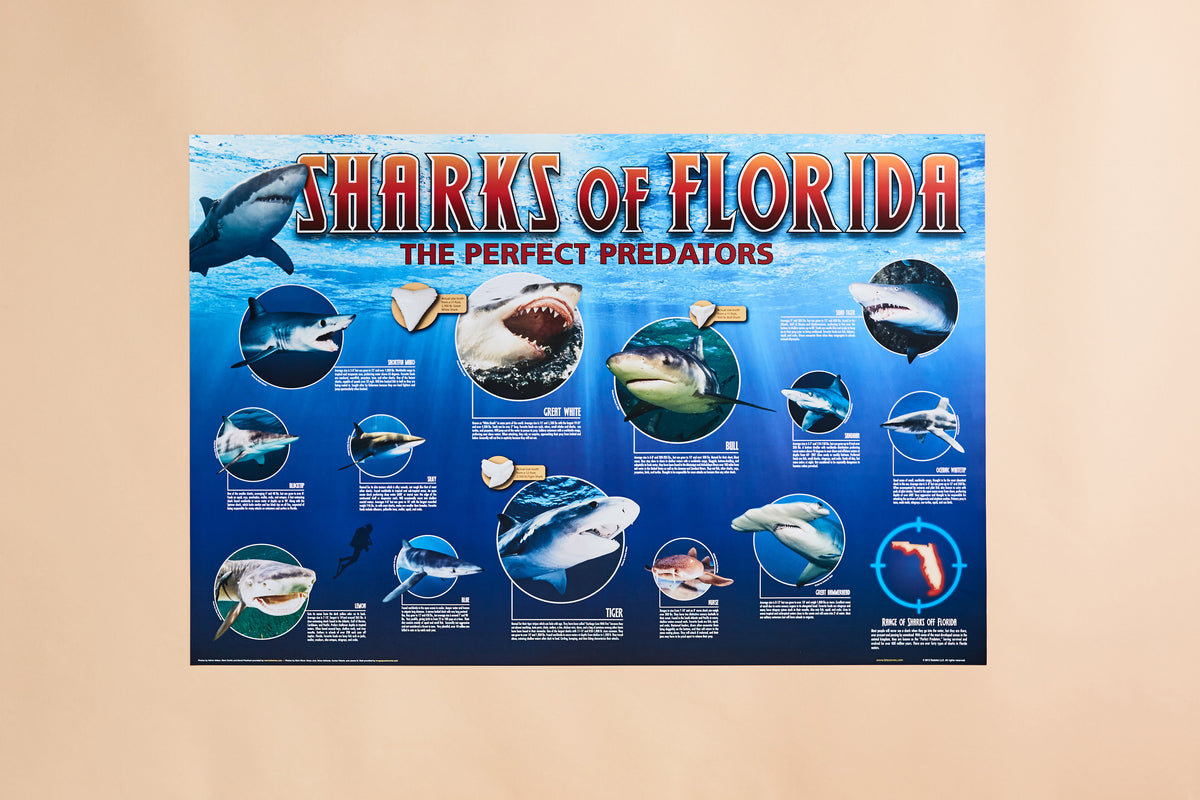 SharksofFloridarevisedflat_120