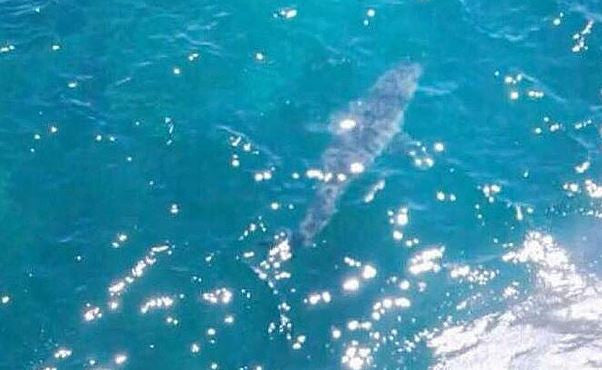 Australian beach evacuated after shark 'as big as Jaws' spotted